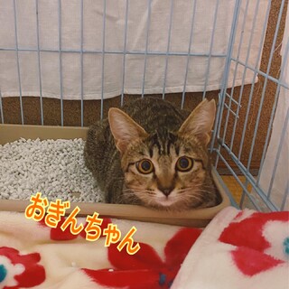 大音量ゴロゴロの可愛い癒し系女の子♡