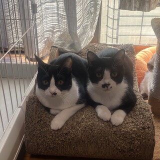 動画必見！白靴下の兄妹の甘えん坊の男の子♡