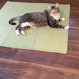 自分、不器用ですから…