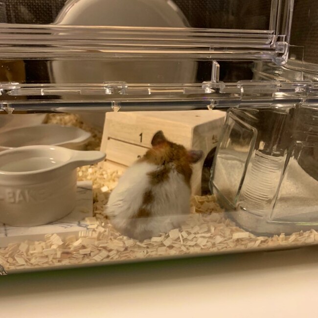 ぽんけ.のカバー写真