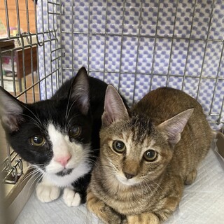 目が白濁している黒白くんと、キジ白ちゃん兄妹