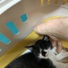 8ヶ月　白黒猫（5兄妹）ふうちゃん サムネイル4