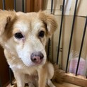 募集停止します★マックの家族を探しています！