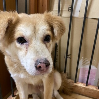 募集停止します★マックの家族を探しています！