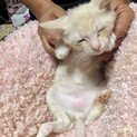クリーム　オス　生後2〜3ヶ月