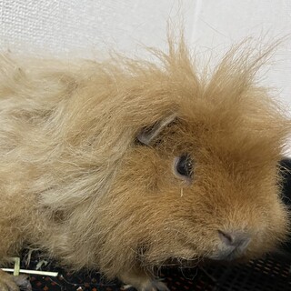 オスのテディモルモットです^_^