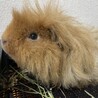 オスのテディモルモットです^_^ サムネイル2