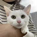 ミルクのように白い子猫