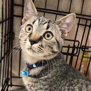 キジトラ甘えん坊男子♥千代丸