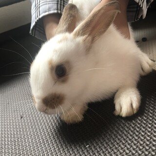 生後2ヶ月 子うさぎ