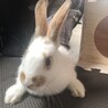 生後2ヶ月 子うさぎ サムネイル2