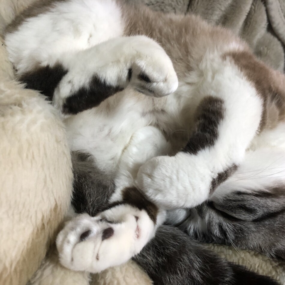 reoのカバー写真