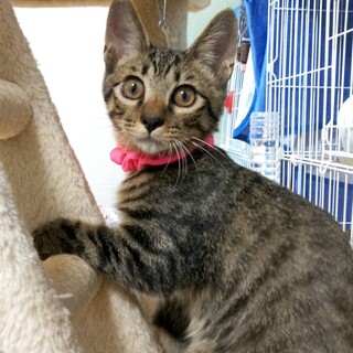 可愛い！なれなれの　きらちゃん