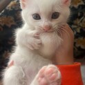 仲良し3兄妹♥おこめちゃん/お見合い予定あり