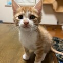 トライアル決定！仲良し3兄妹♥くりぼー君