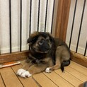 募集停止します＊ラクの家族を探しています。