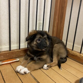 募集停止します＊ラクの家族を探しています。