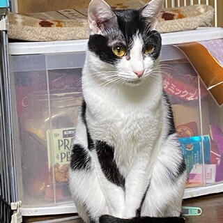 ちょっとシャイ慣れるとゴロスリのかおるサン