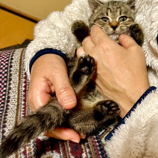 トライアル決定