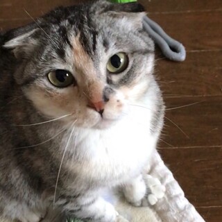 行き場を失うパステルちゃんに愛の手を