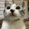 よしただ