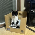 子猫保護しました
