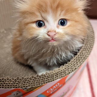 モフモフで甘えん坊の茶白の仔猫