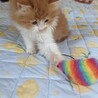 モフモフで甘えん坊の茶白の仔猫 サムネイル2