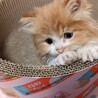 モフモフで甘えん坊の茶白の仔猫 サムネイル5