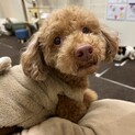 穏やかでカシコイ！人好きの甘えたくん♪