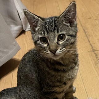 カギ尻尾の甘えっこ男子　ふく男