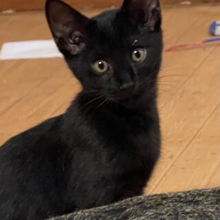 活発な甘えっこ男子　つき男