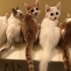 保護犬猫の譲渡会 in せとうちドッグパーク