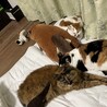 もなか猫