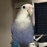 ごるれと