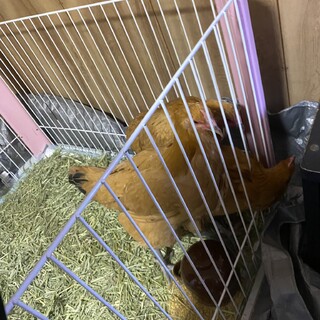 名古屋コーチン♀3羽