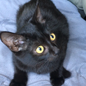 黒猫兄妹