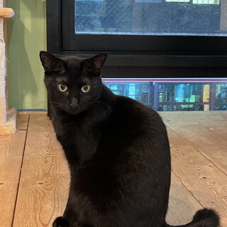 なでなで大好きジェットくん　雑種オス