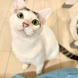 ぱっつん前髪乙女、ミルキーウェイちゃん