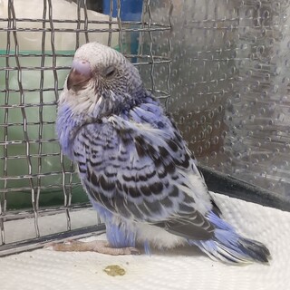 セキセイインコの雛の里親さん募集