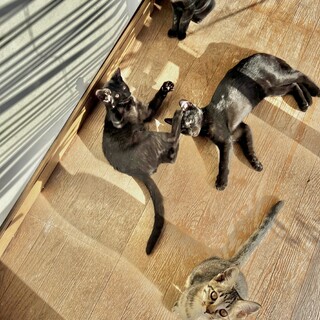 生後4ヶ月　キジトラのかわいい男の子