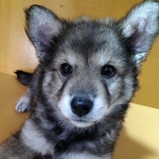 交渉中・保健所からレスキュー子犬♂カール君