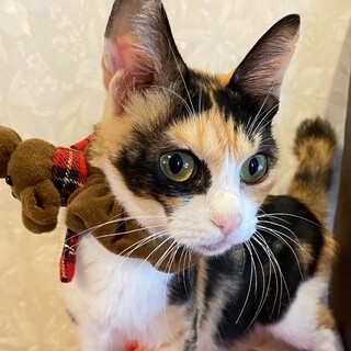 5匹の仔猫のママ