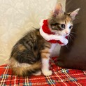 少し長毛の三毛猫の女の子