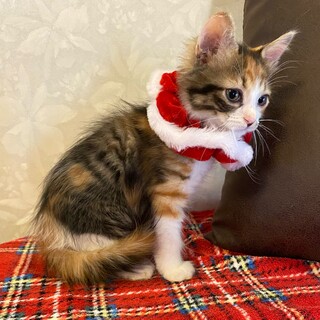 少し長毛の三毛猫の女の子