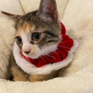 2ヶ月の三毛猫の女の子