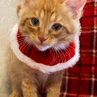 再募集　3ヶ月のやや長毛の茶トラの男の子