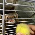 フェレット♂4ヶ月　里親募集