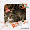 超癒し系猫♡福ちゃん サムネイル2