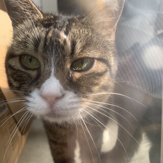 超癒し系猫♡福ちゃん